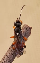 Ichneumon promissorius