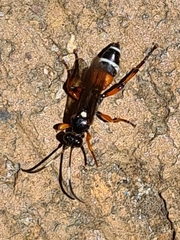Ichneumon promissorius
