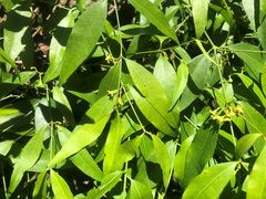 Secamone elliptica