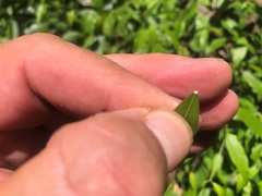 Secamone elliptica