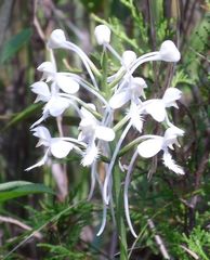 Platanthera blephariglottis conspicua