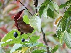 Archidendron lucidum