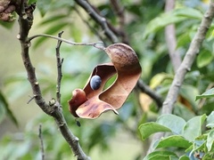 Archidendron lucidum