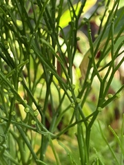 Psilotum