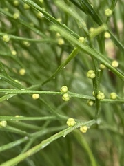 Psilotum