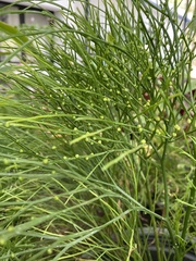 Psilotum