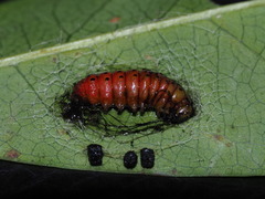 Dysaethria flavistriga