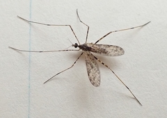Amphineurus hudsoni