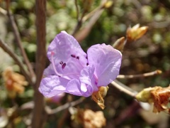 Rhododendron farrerae
