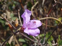 Rhododendron farrerae