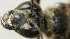 Sphex fumipennis