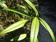 Ardisia lindleyana