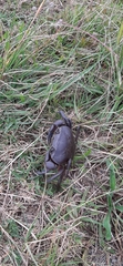 Potamonautes barnardi