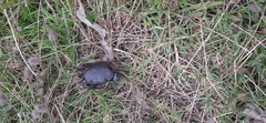 Potamonautes barnardi
