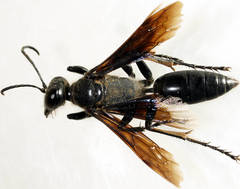 Sphex fumipennis
