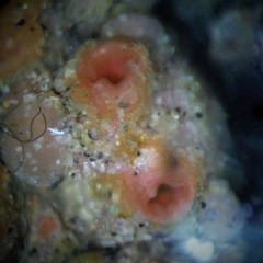 Pyura chilensis