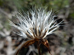 Nothocalais troximoides