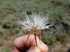 Nothocalais troximoides