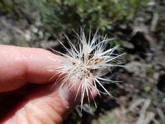 Nothocalais troximoides