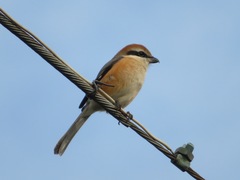 Lanius bucephalus