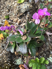 Arabis blepharophylla