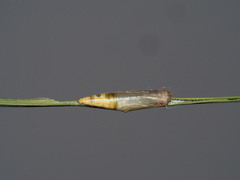 Rivula curvifera