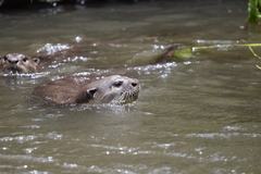 Lutrogale perspicillata