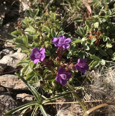 Gentianella caucasea