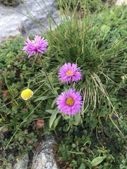 Erigeron caucasicus venustus