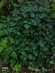 Pseudarthria viscida