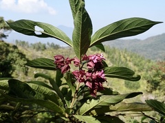Clerodendrum fortunatum