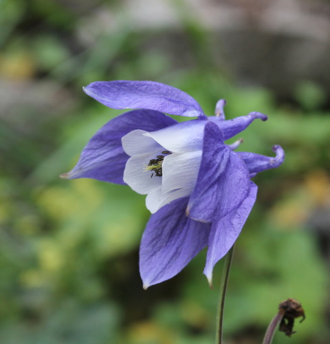 Aquilegia olympica
