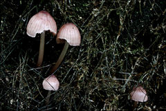Mycena clarkeana