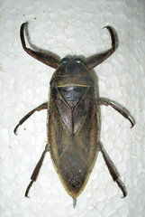 Lethocerus cordofanus