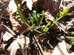 Astragalus canadensis