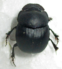 Metacatharsius opacus