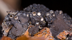 Paraleptosphaeria polylepidis