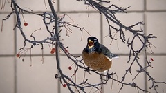 Turdus migratorius