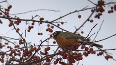Turdus migratorius