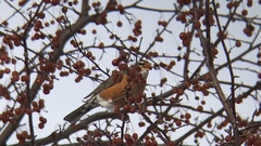 Turdus migratorius