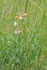 Senecio integerrimus exaltatus