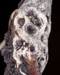 Paraleptosphaeria polylepidis