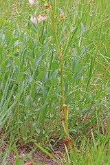 Senecio integerrimus exaltatus