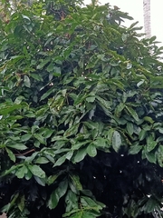 Syzygium aqueum