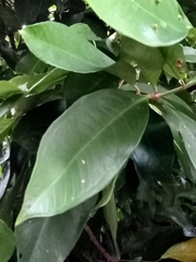 Syzygium aqueum