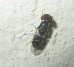 Cephalochrysa calopa