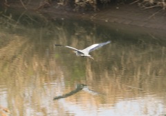 Ardea cinerea