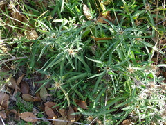 Centaurea × pouzinii
