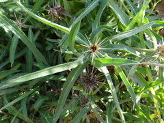 Centaurea × pouzinii