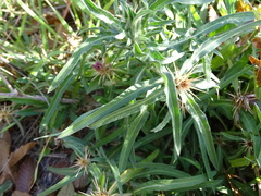 Centaurea × pouzinii
